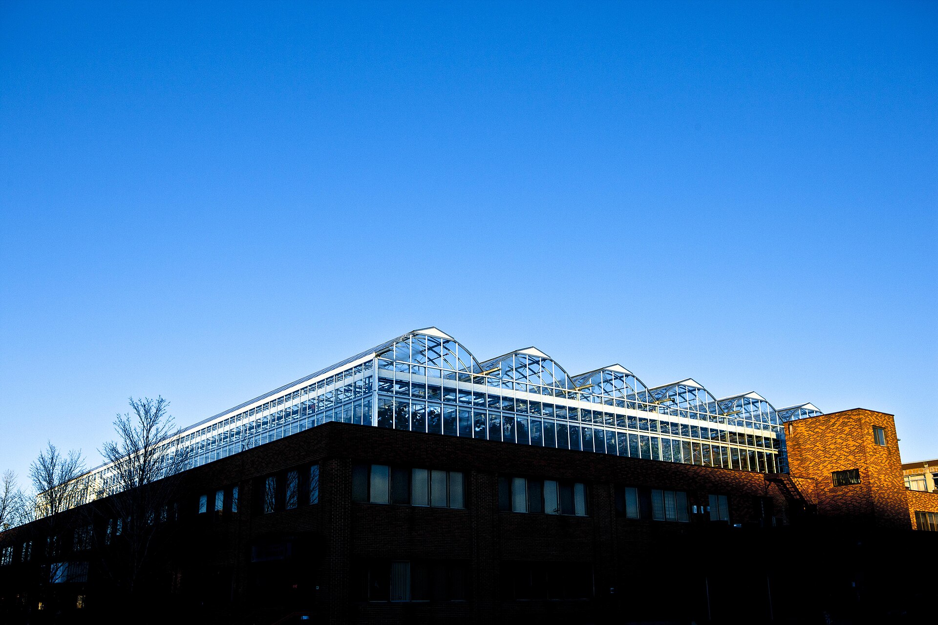 Rooftop greenhouse at Lufa Farms in Montréal, photographed in 2012